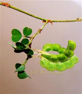  Legumes